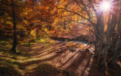 FALL IS THE PERFECT SEASON