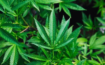 52% Of Canadians Less Likely To Buy Homes Where Legal Pot Was Grown