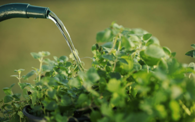 Five things to consider when starting an Organic Garden