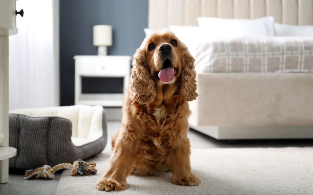Best Home Features for Pets